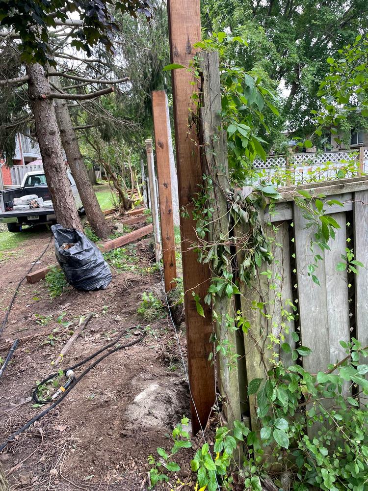 Broken leaning fence panels behind the trees