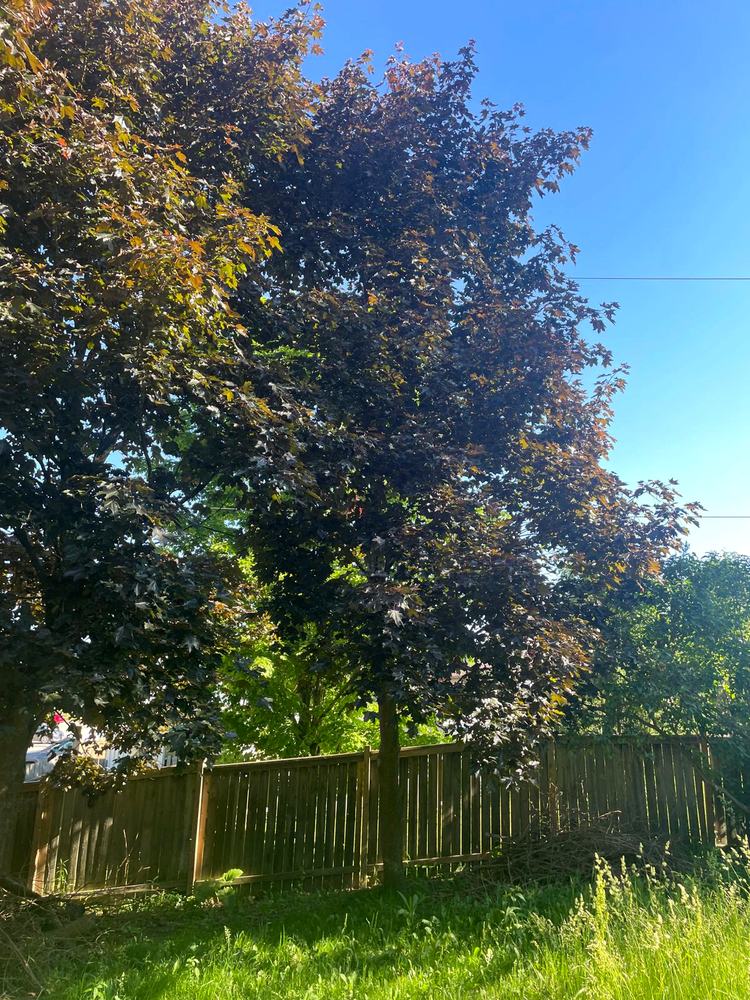 Old low fence on the sloped yard