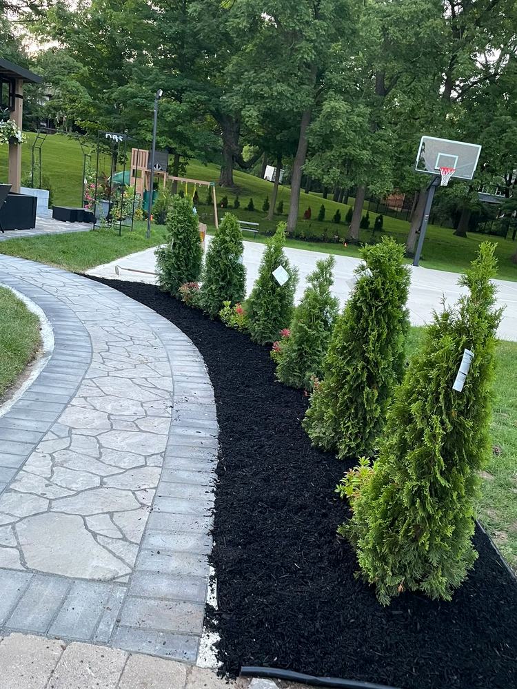 Finished walkway with cedars and fresh black mulch bed