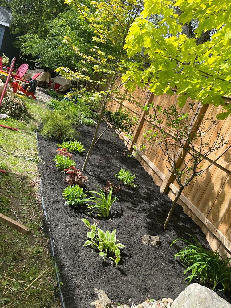 Rebuilt bed with black mulch and new plantings