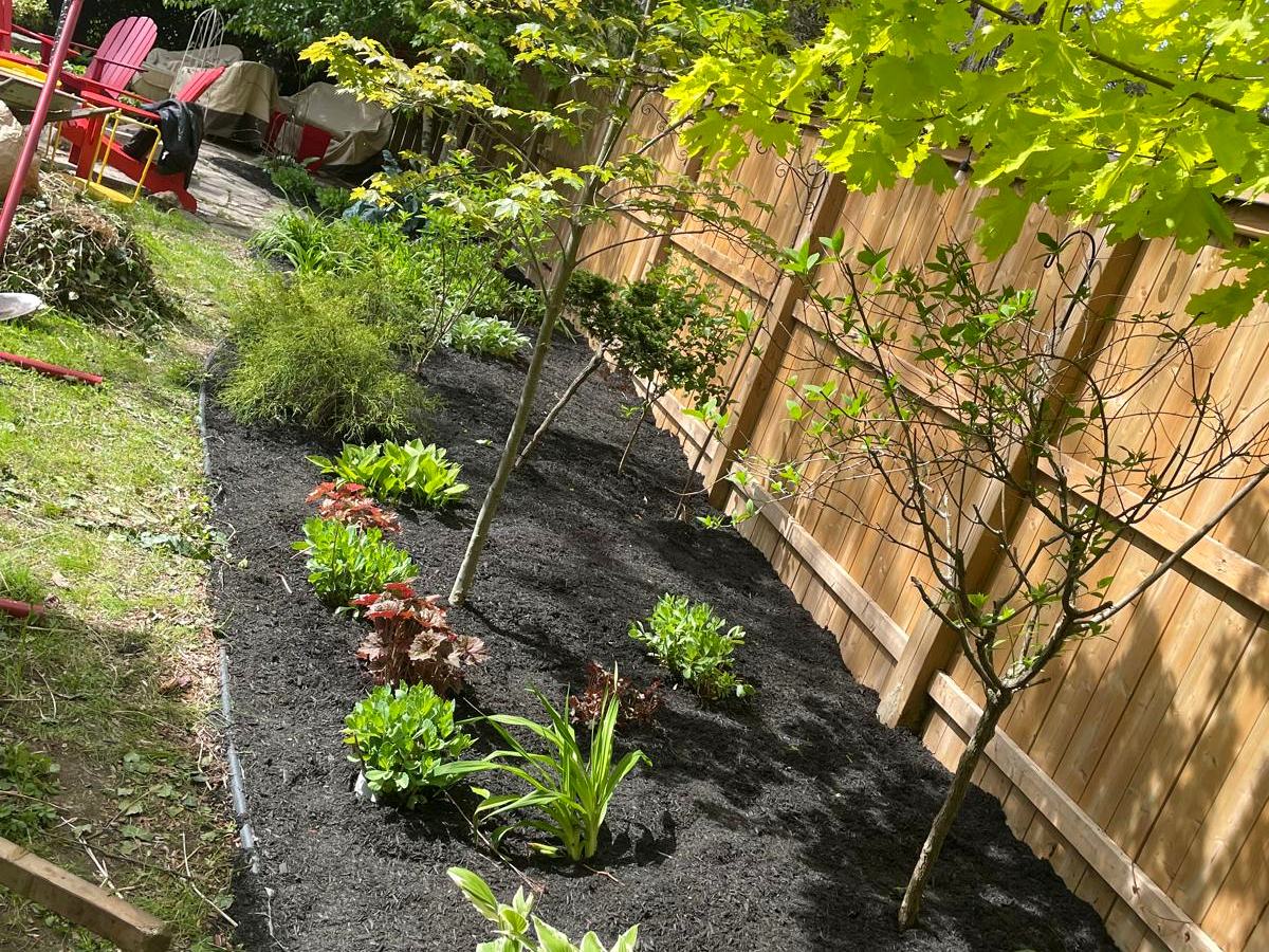 Rebuilt garden bed with black mulch and new plantings along a fence